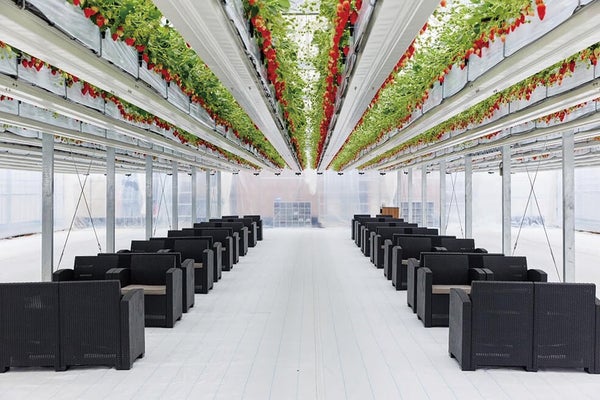 <兵庫>春の丹波 白毫寺(びゃくごうじ)九尺藤ご観賞と宙に浮かぶいちご狩り体験【垂水・名谷・西鈴蘭台出発】2